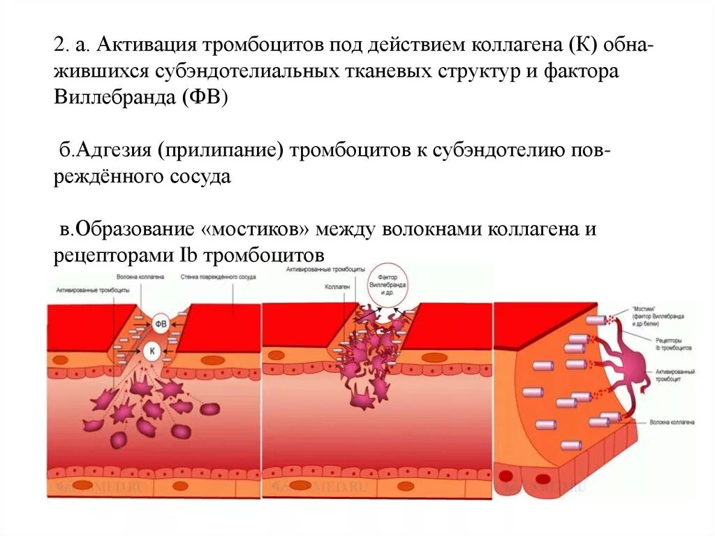 Первая фаза активации тромбоцитов заключается в:. Механизм сосудисто тромбоциты гемостаз. Тромбоциты активированные и неактивированные. Сосудисто тромбоцитарный гемостаз адгезия активация агрегация. Факторы образования тромба