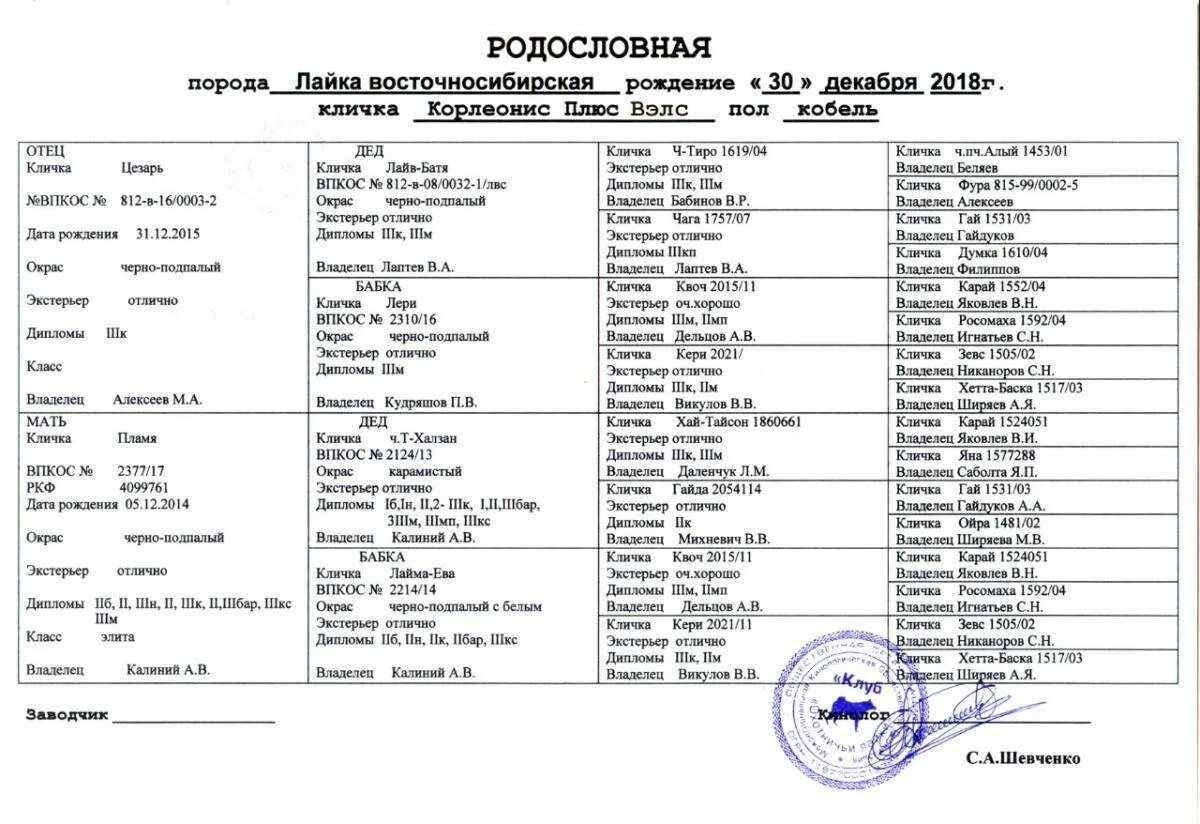 Клички охотничьих собак кобелей лаек западно сибирских. Клички для собак мальчиков. Имена для охотничьих собак мальчиков. Имя для охотничьей собаки девочки. Имя для лайка.