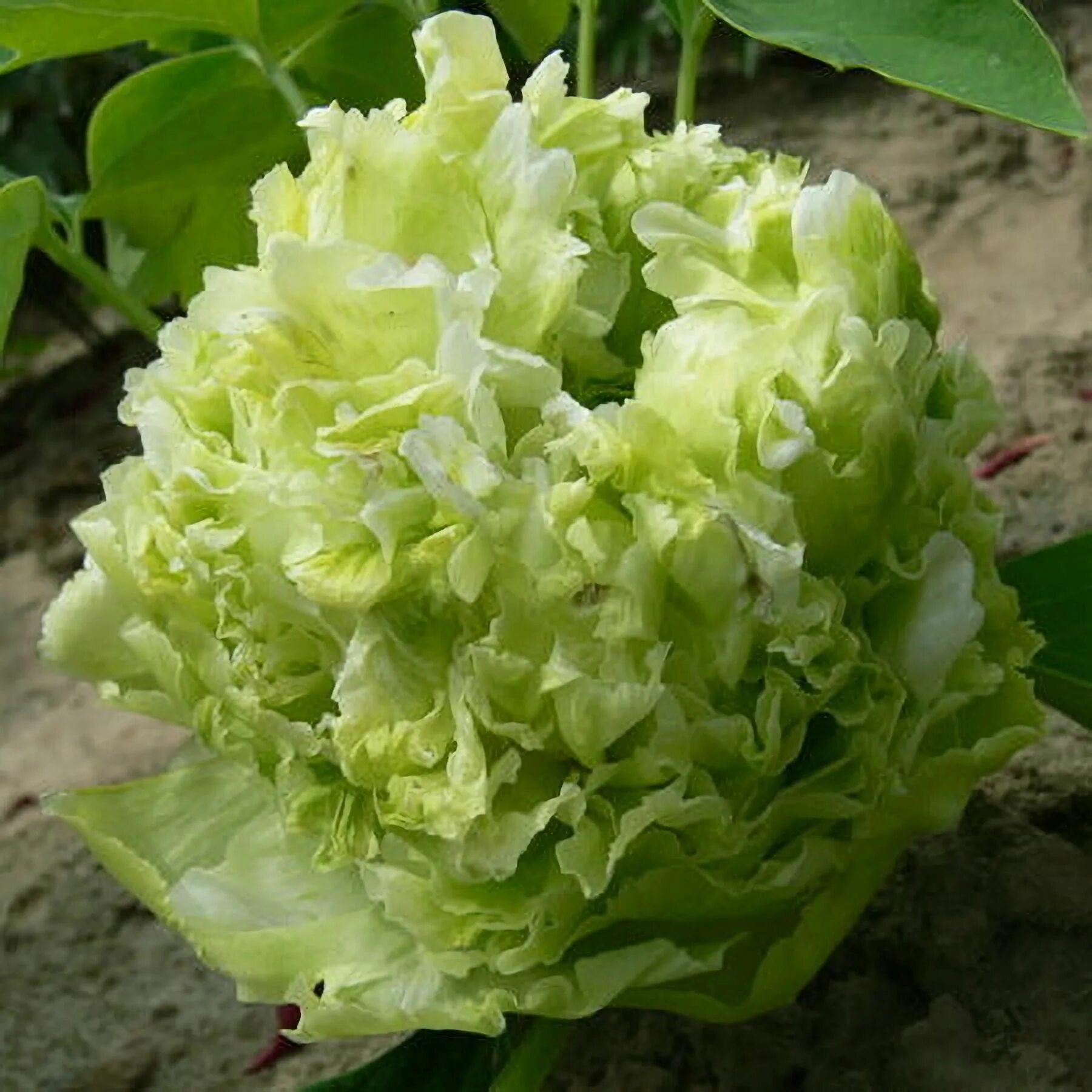 Пион зеленый бобы фото 10PCS Green Peony Flowers Seeds Potted Plants And Balcony Etsy