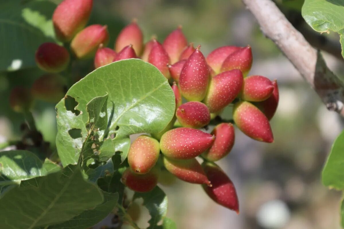 Как выглядит фисташковое дерево. Pistacia terebinthus. фисташка туполистная цветение. pistacia vera. фисташковое дерево цветет.