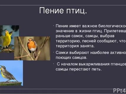 Какое значение в жизни птиц имеет