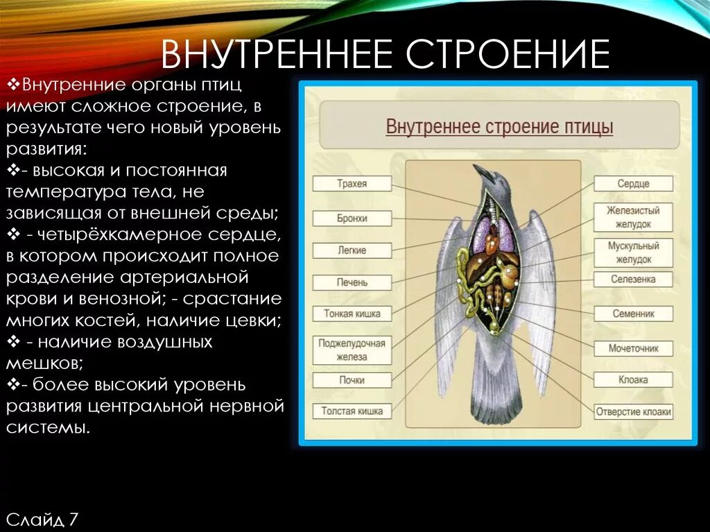 Особенности организма птицы. Внутренние органы птицы. Внутреннее строение птиц. Втутренеестроение птицы. Наружное строение птицы.