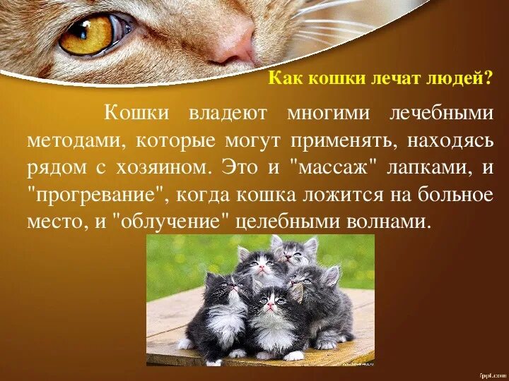 Лечат ли кошки людей. Кошка лечит человека. Кошки лечат. Какие болезни лечат кошки. Как кошки лечат людей.