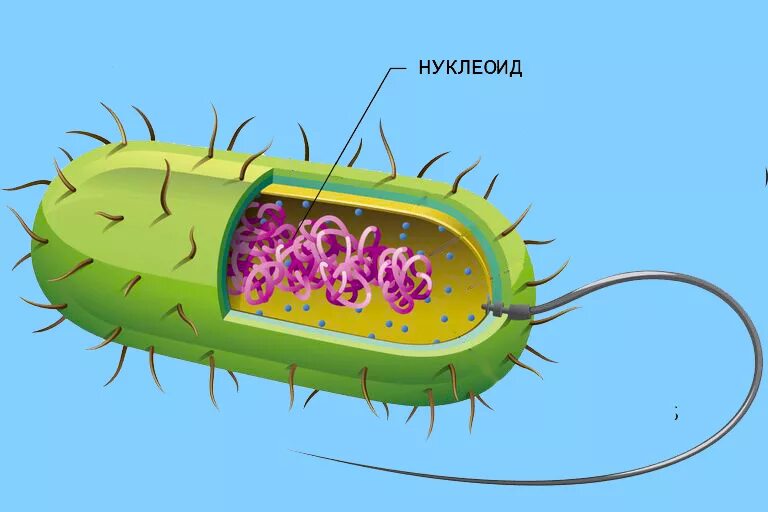 Нуклеоид прокариот