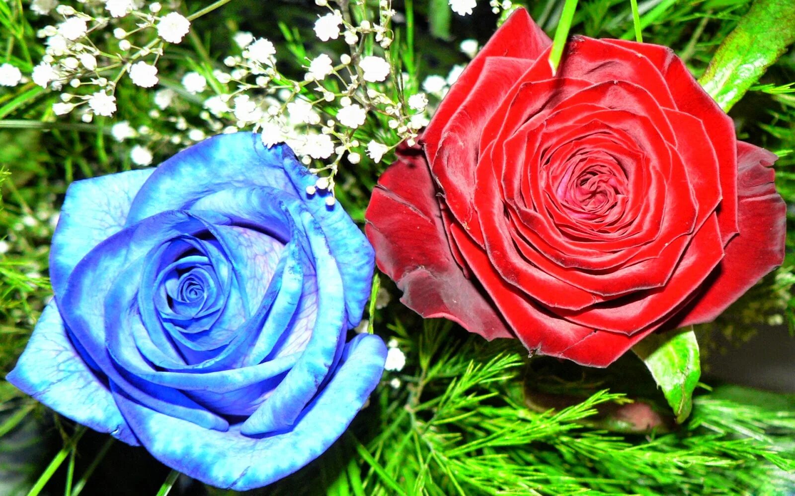 шикарные цветы. красивые цветы розы. цветы розы красные. красивые розы. радужные розы.