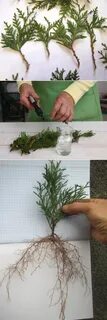 Туя укоренение черенками весной