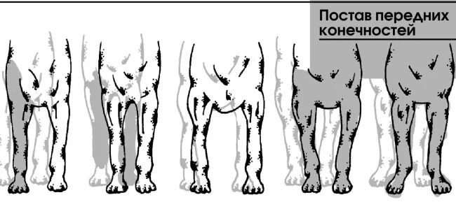 Постав задних конечностей у собак вид сбоку. Размет передних лап у чихуахуа.