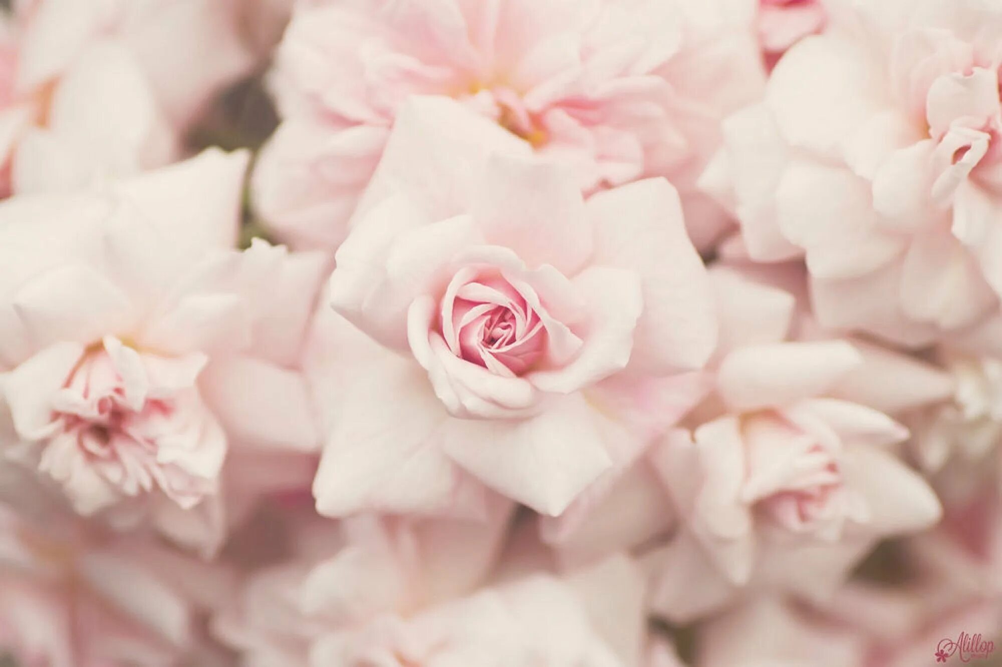 Очень нежные цвета. Нежный цветок. Нежные розовые цветы. Нежно розовые цветы. Нежные розы.