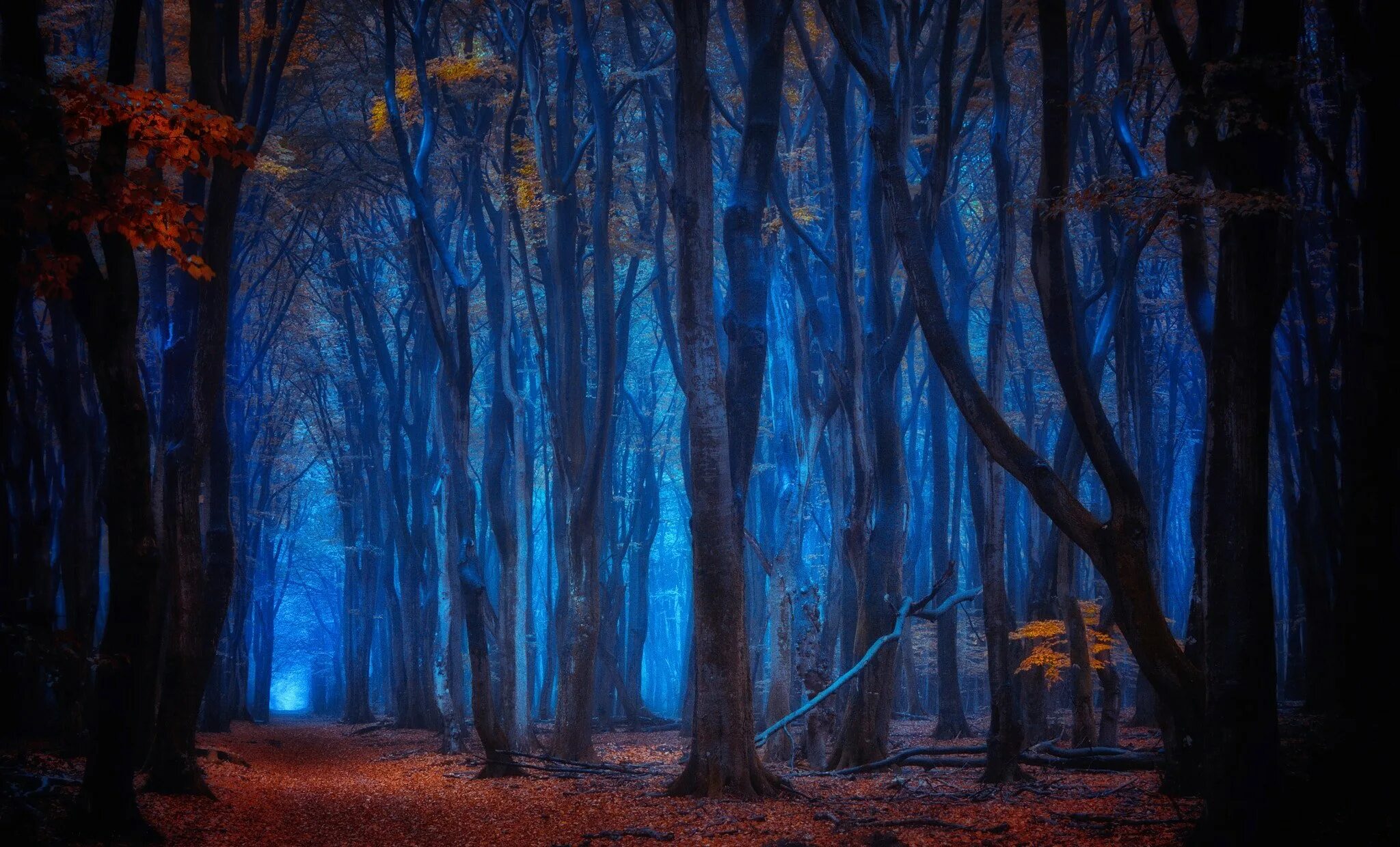 Темный лес сумеречный лес. Темный лес twilight forest. twilight лес. сумеречный лес геншин. в сумрачном лесу.
