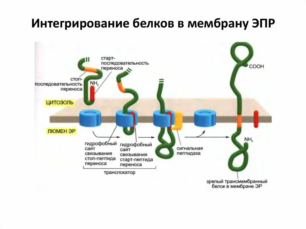 Белковый транспорт. Транспортные мембранные белки схема. Схема синтеза мембранных белков в ЭПР. Сигнальные последовательности белков. Схема синтеза мембранных Белко.