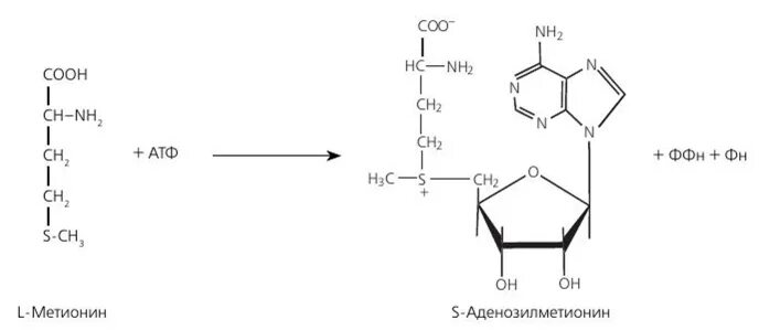 Метионин в s-аденозилметионин. Синтез s-аденозилметионина из метионина. Аденозилметионин формула. Аденозилметионин биохимия. Структура активного метионина