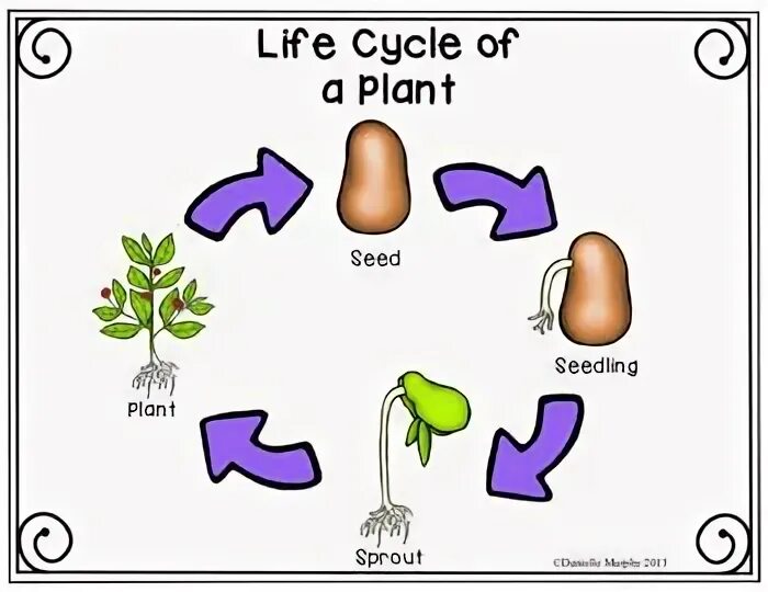 Plant Life Cycle. Plant Life Cycle for Kids. Plant Life Cycle Worksheets. Flower Life Cycle. Plant cycle