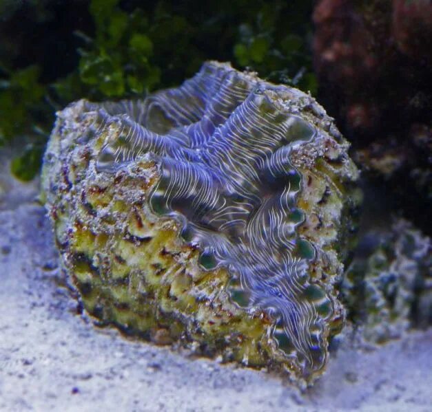 Ракушки Hippopus. Тридакна в морском аквариуме. Морские моллюски в Турции. Морена моллюск.