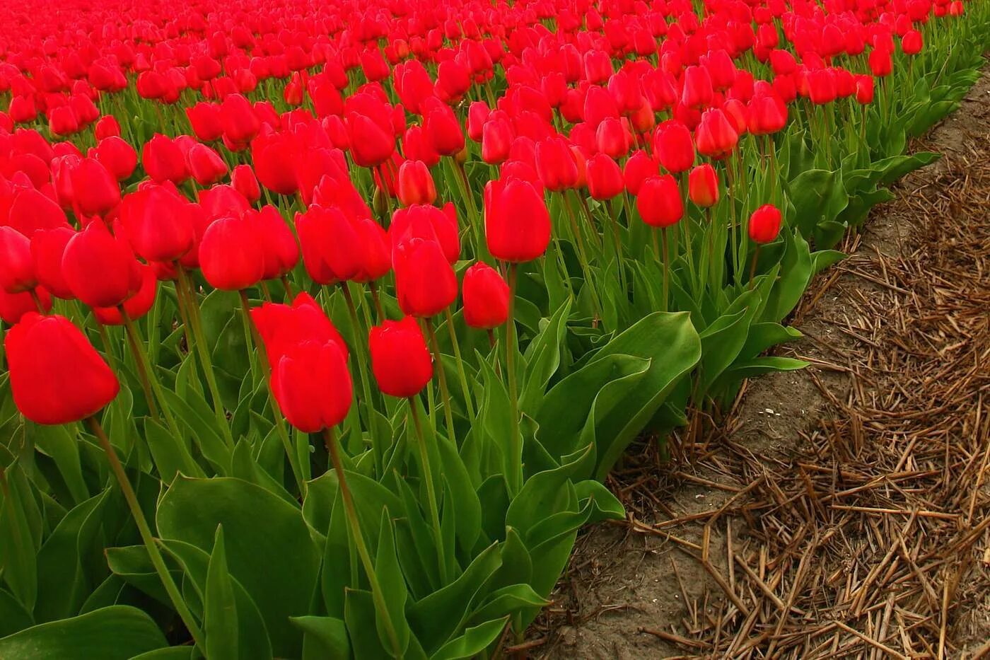 За сколько вырастают тюльпаны. Тюльпаны. Голландские тюльпаны. Красные голландские тюльпаны. Тепличные тюльпаны.