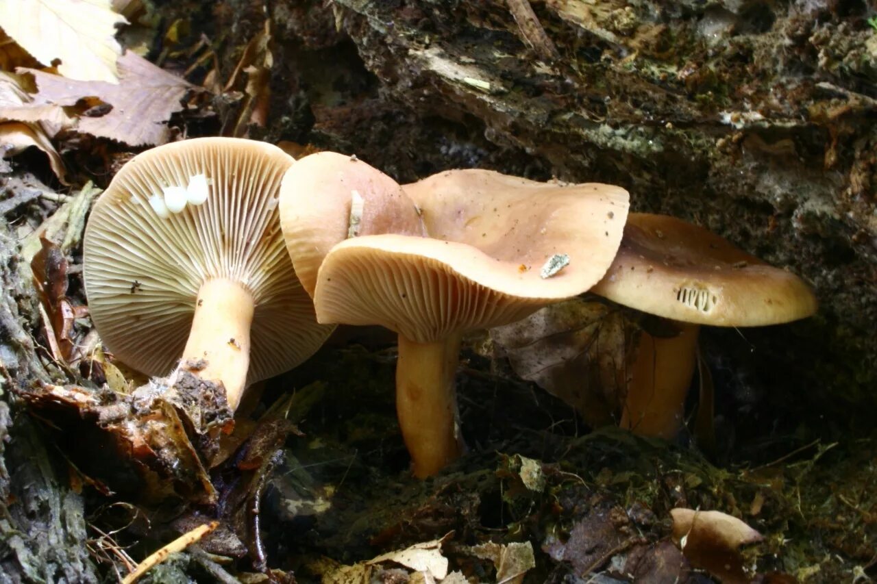 Млечник краснушка. Млечник гриб краснушка. Краснушка (Lactarius subdulcis).. Lactarius circellatus.