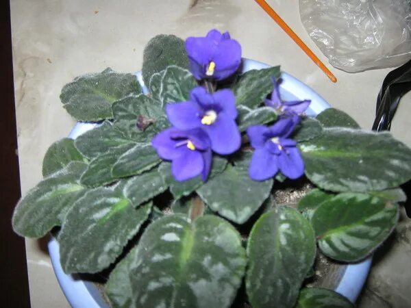 Найти фиалки. Фиалка узамбарская микс. Фиалка узамбарская фиолетовая. Найти фиалки. Узамбарская фиалка (сенполия) коллаж.