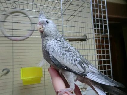 Безщекая корелла