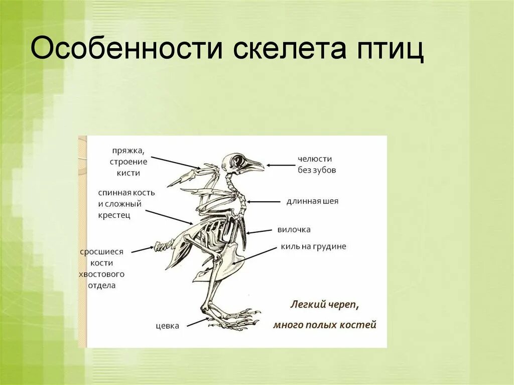 Скелет птиц имеет. Скелет птицы киль. отделы скелета птиц. особенности строения скелета птиц. вилочка в скелете птиц.