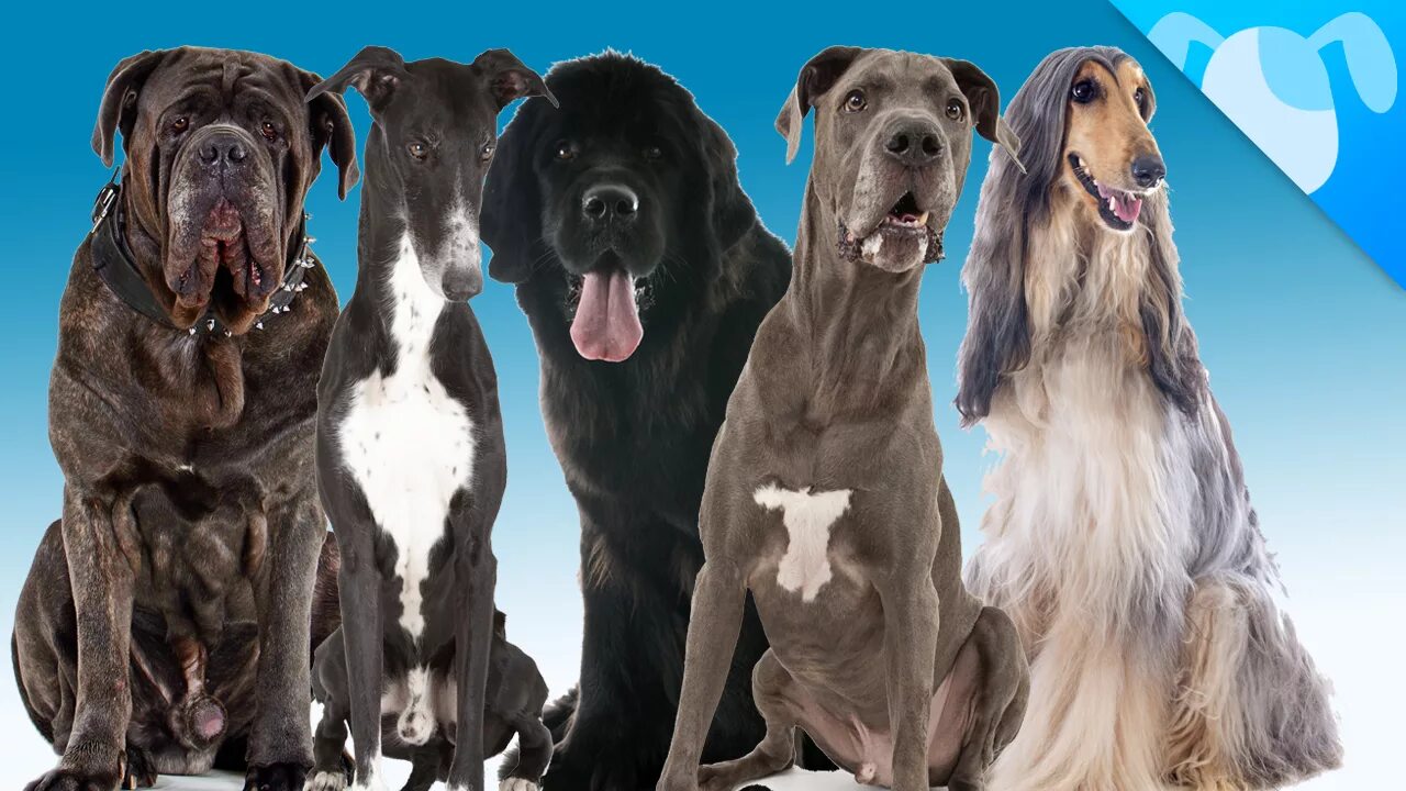 Список больших собак. Крупные породы собак. Большие породистые собаки. Большая собака порода. Разные большие собаки.