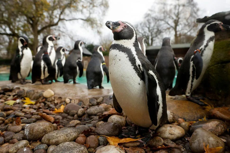 Лондонский зоопарк (London Zoo). Лондонский зоопарк пингвины. Пингвины в зоопарке. Лондонский зоопарк пляж пингвинов.