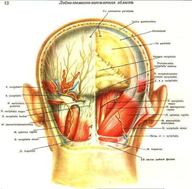 Части затылка. Топография головы Черепные нервы.. Теменно затылочная часть головы.