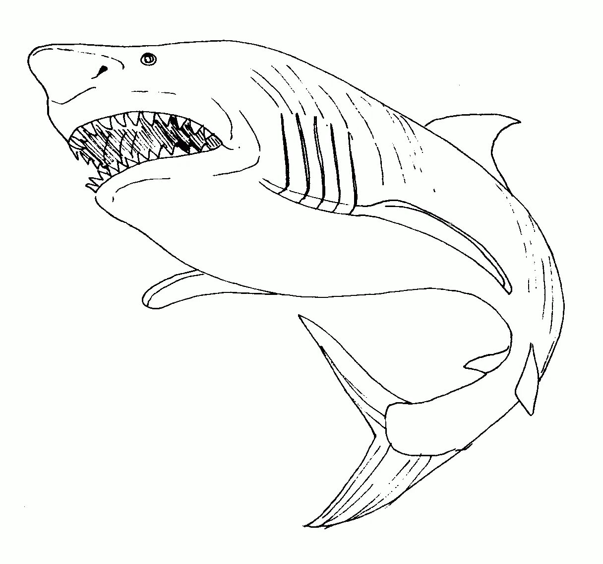 Раскраски акула. Раскраска акула МЕГАЛОДОН. Акула МЕГАЛОДОН раскраска для детей. Акула Каракула раскраска. Акела раскраска для детей.