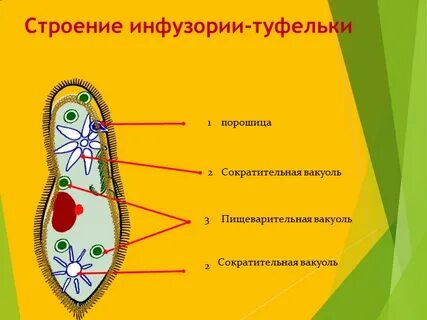 Ядро у инфузории туфельки