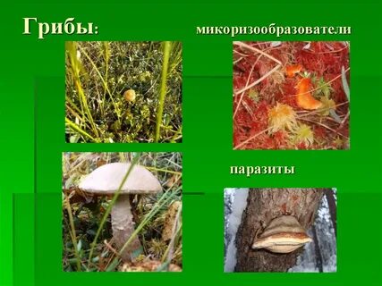 Шляпочные грибы вступают в симбиоз
