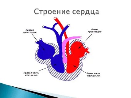 Наличие диафрагмы трехкамерное сердце