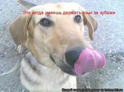 Держать язык за зубами антоним фразеологизм