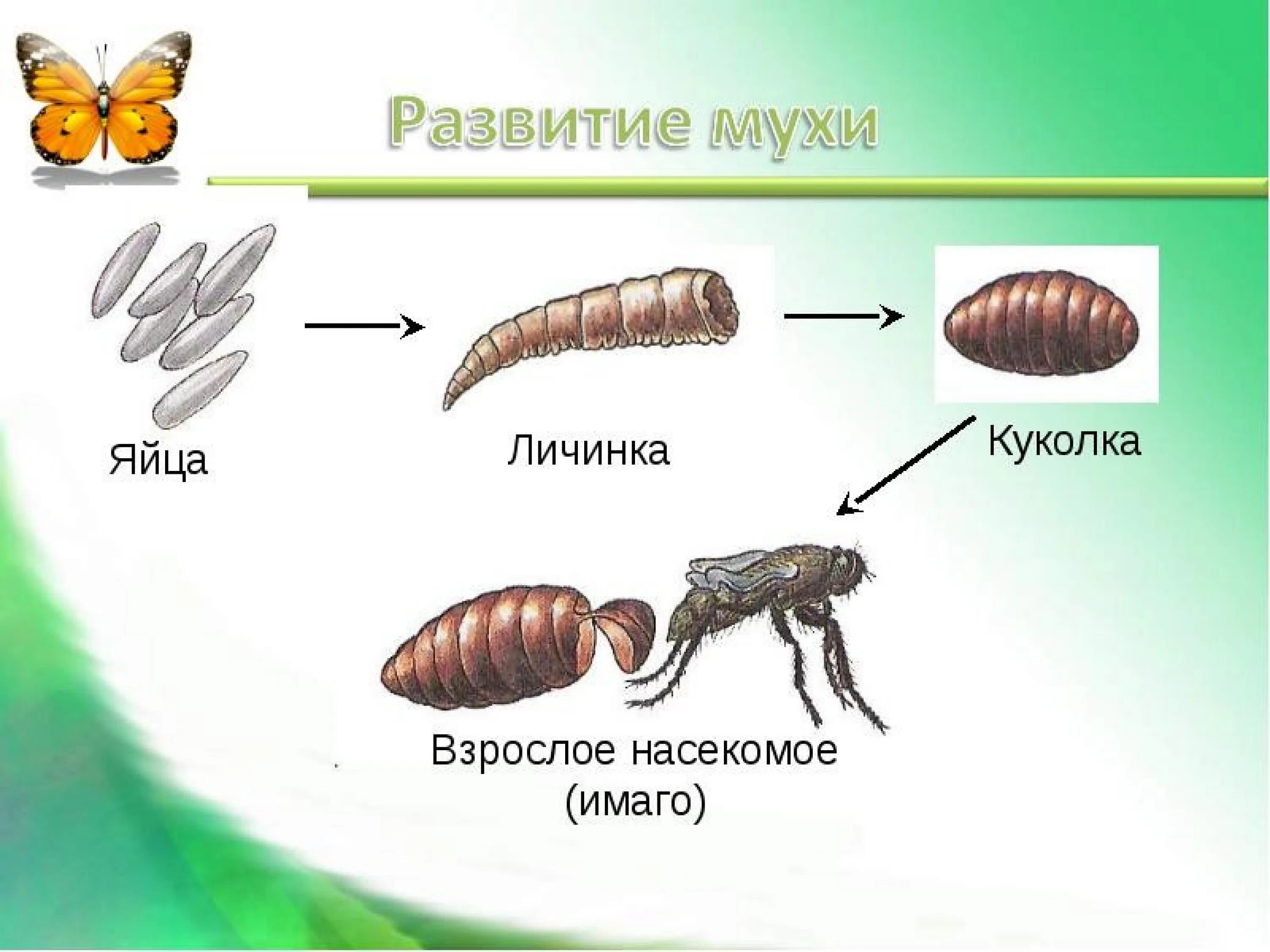 Стадия жизни насекомого. Яйцо личинка куколка Имаго. Стадии развития яйцо личинка Имаго. Яйцо личинка Имаго взрослое насекомое. Цикл развития насекомых 4 класс.