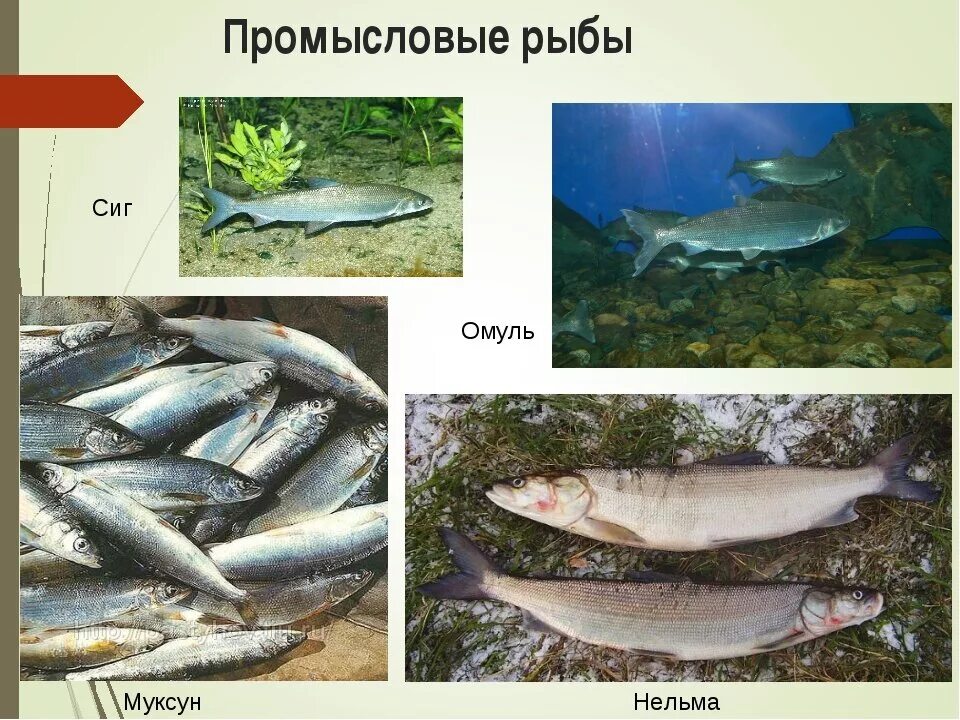 Рыбные ресурсы восточной сибири. Промысловые рыбы. Промысловые рыбы для детей. Промысловые рыбы России. Список промысловых рыб.