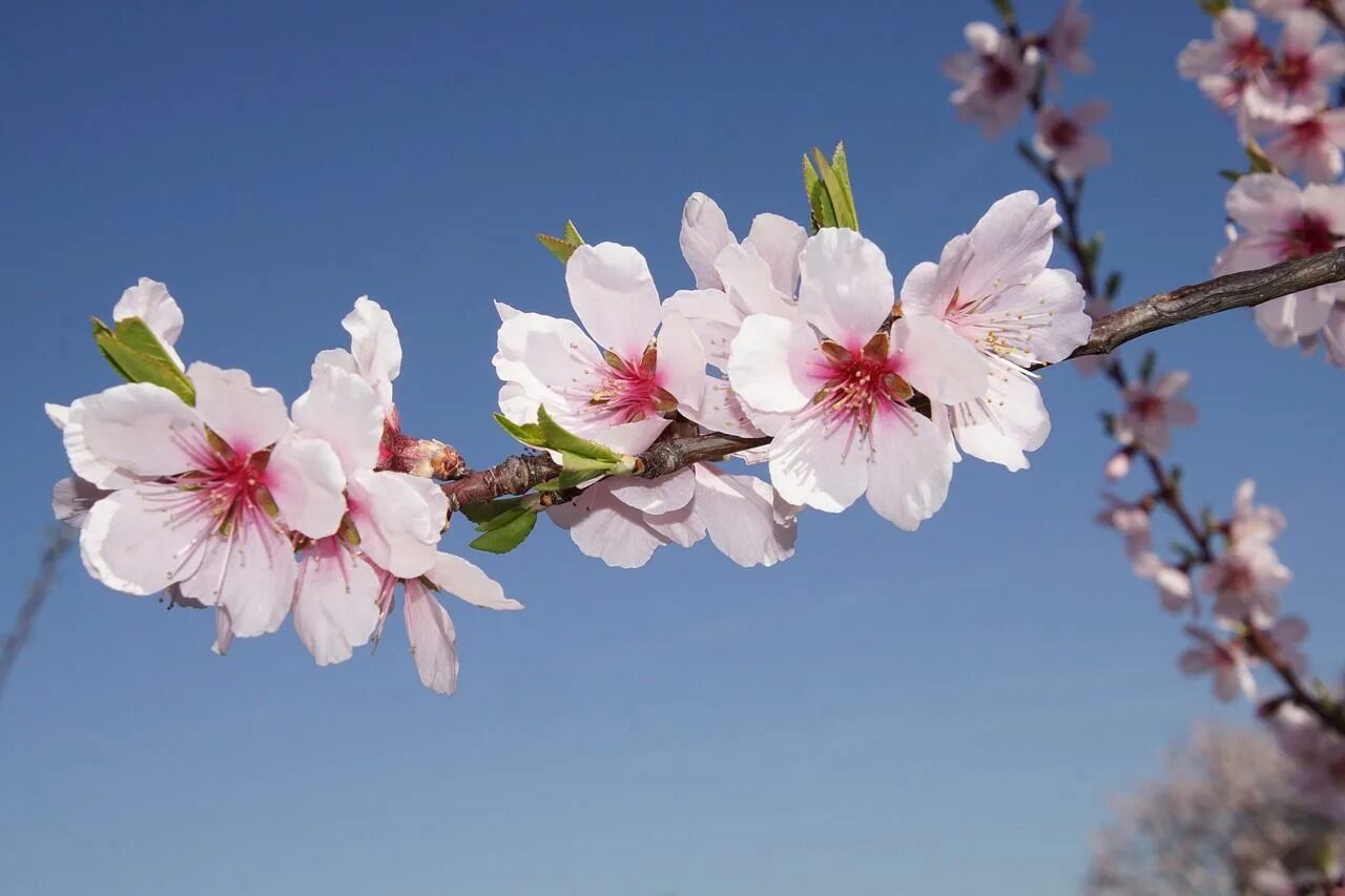 Almond blossom. Цветы миндаля. Цветение миндаля в Крыму. Цветение миндаля Ван Гог. Барселона цветение миндаля.