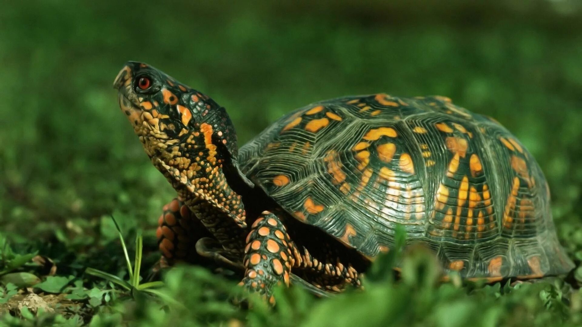 Turtle черепаха. Пресмыкающиеся черепахи. Каролинская коробчатая черепаха. Красноухая Болотная черепаха. Желтобрюхая черепаха.