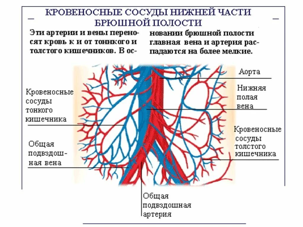 Сосуды брюшной полости схема. Что кровоснабжают брыжеечные артерии. Кровеносная система брюшной полости человека схема. Кровеносные сосуды брюшной полости схема. По дну чего проложена артерия жизни