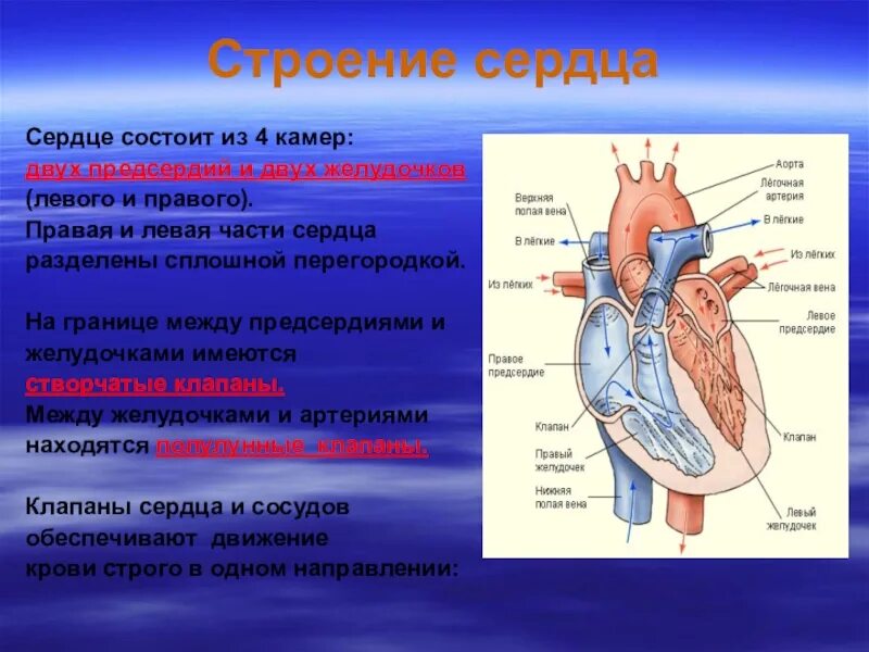 Особенности предсердия. Строение сердца структуры и функции. Строение сердца камеры клапаны оболочки. Строение сердца желудочки предсердия. Строение левой половины сердца.