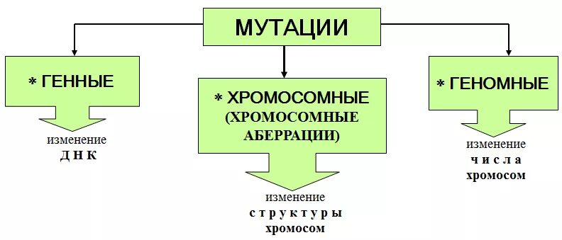 Классификация мутаций генные хромосомные геномные. Таблица типы мутаций генные геномные хромосомные. Схема мутации по характеру изменения генотипа. Генные геномные хромосомные мутации таблица. Изменения в генах происходят в результате