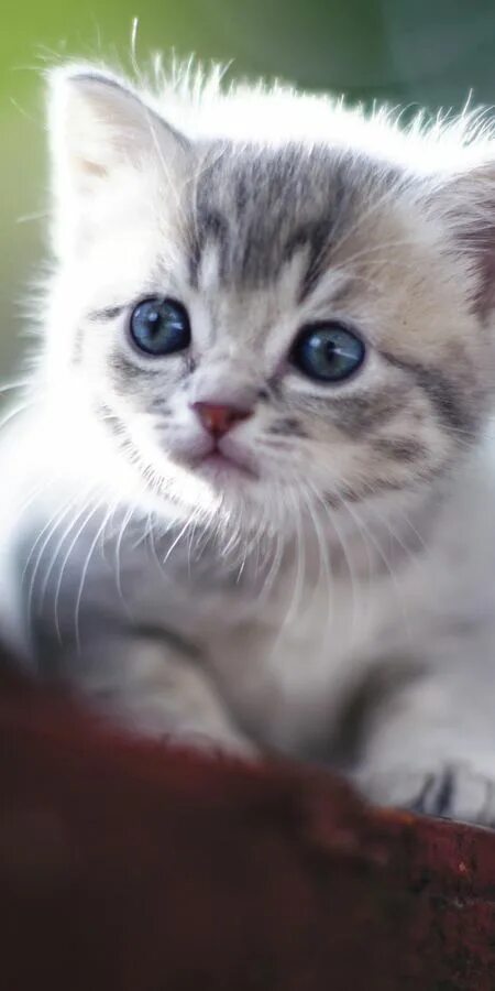 Косая кошка. Котенок в цветах. Ъхзщшгнекуц. Красивые котята. Закачать кошка.