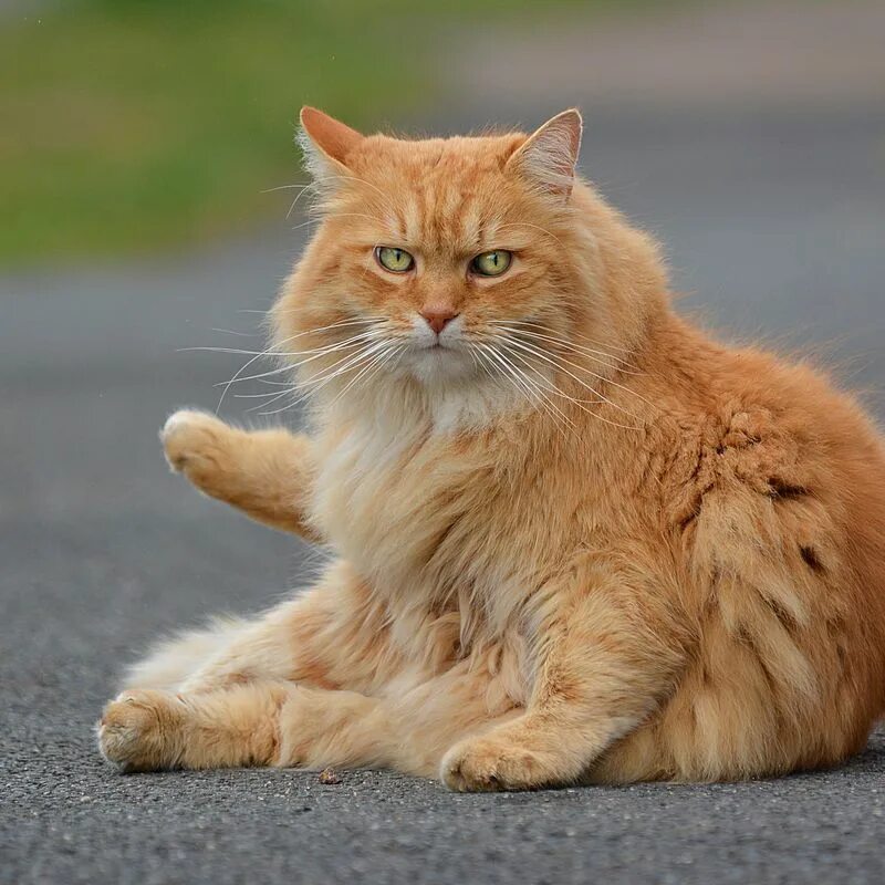 Рыжие породистые коты. Сибирские коты рыжие. Сибирская кошка рыжая. Сибирская кошка рыжая короткошерстная. Сибирская гладкошерстная кошка рыжая.