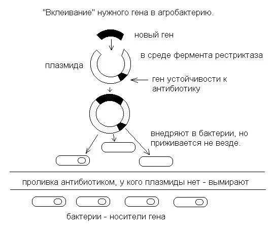 Создание искусственно синтезированного инсулина. Схема получения гмо. создание гмо схема. этапы создания гмо. этапы получения трансгенных организмов.