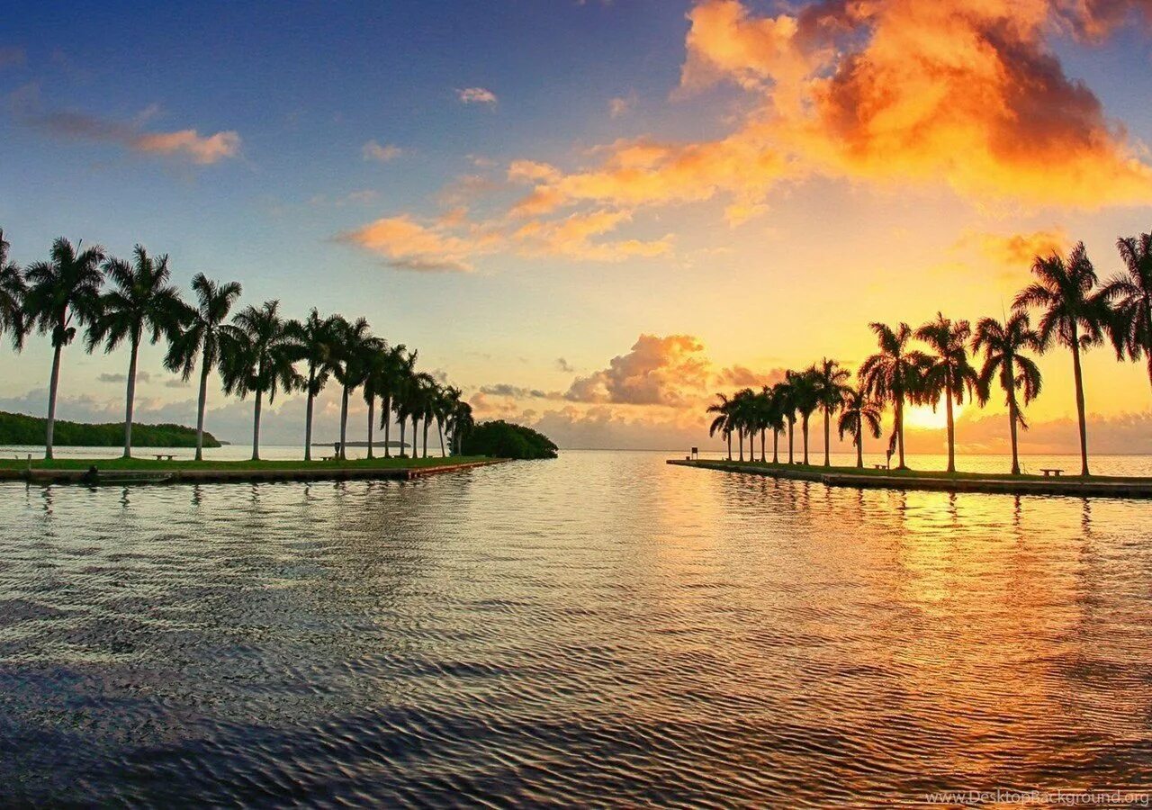 Майами (Флорида). Пальмы панорама. Море пальмы панорама. Майами природа.