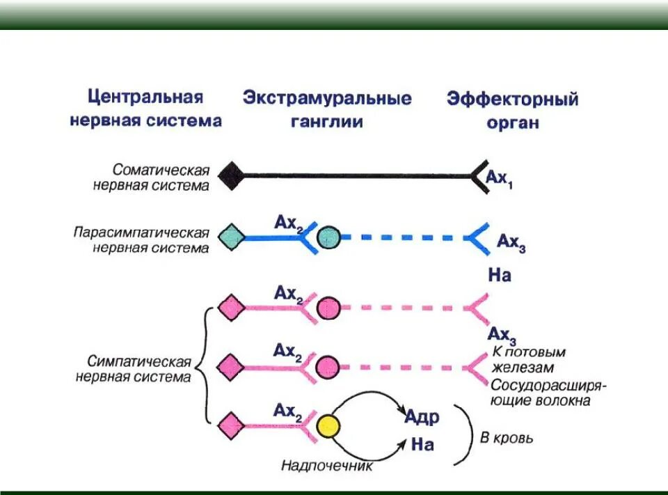 Классификация вегетативной. Медиаторы парасимпатического отдела ВНС. Медиаторы автономной нервной системы. Медиаторы и типы рецепторов ВНС. Медиаторы и рецепторы симпатической нервной системы.