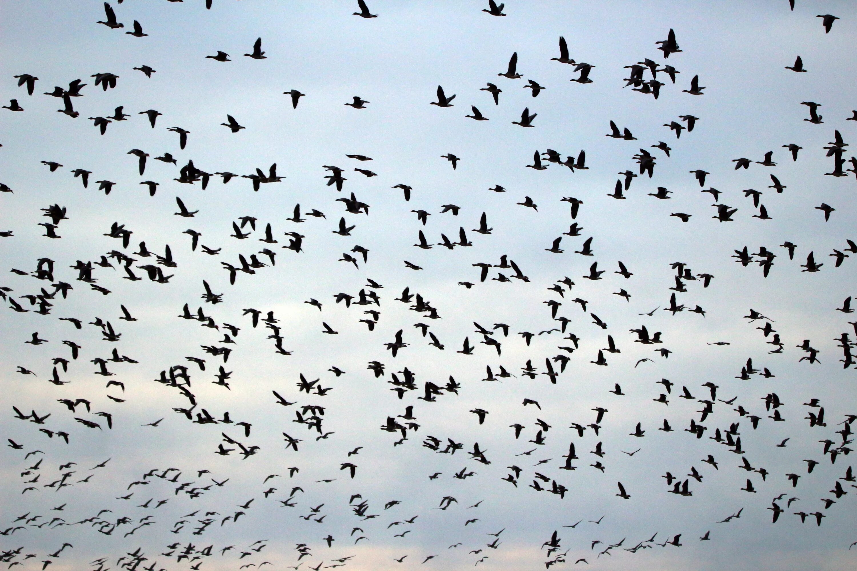 Flock of birds. Стая птиц. Много птиц. Стая перелетных птиц. Стайка птиц.