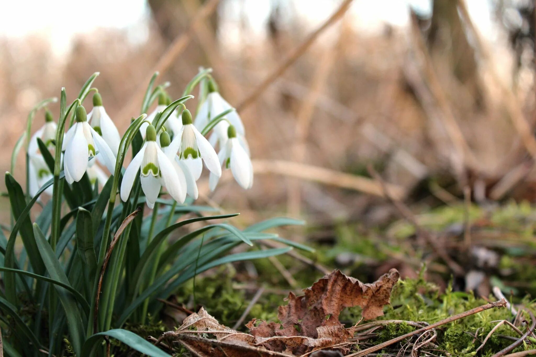 Зацветет трава. Подснежник узколистный. Подснежников (Galanthus. Подснежник Лагодехский. Галантус белоснежный.