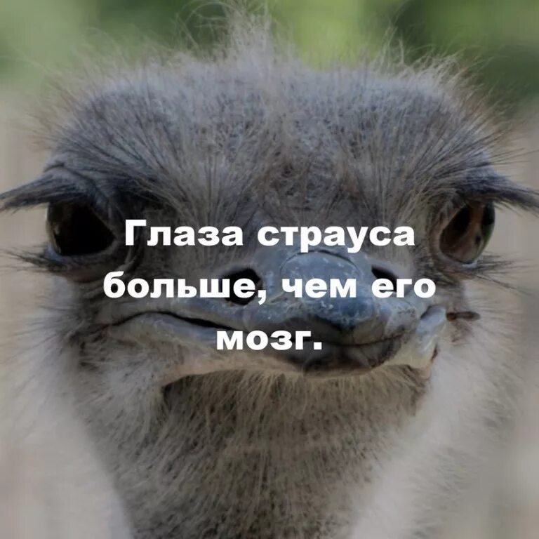 зрение страуса. глаз страуса больше чем. мозг страуса. глаз страуса больше чем. мозг страуса.