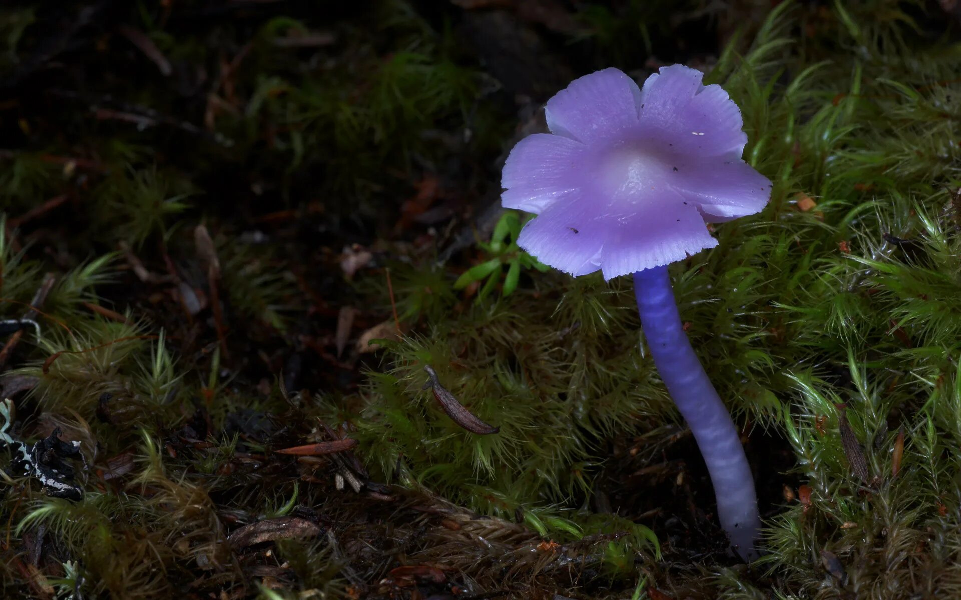 Включи редкие грибы. Подосерпула Миранда гриб. Thelephora caryophyllea. Голубой гриб Лерациомицес. Редкие и красивые грибы.