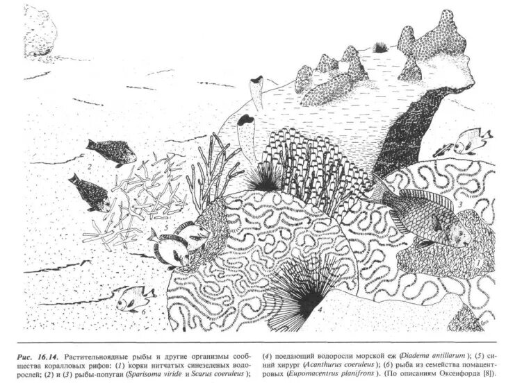 Сообщество кораллового рифа. Схема кораллового рифа. Морской риф на схеме. Схемы морских рифовый. Дом-риф Графика.