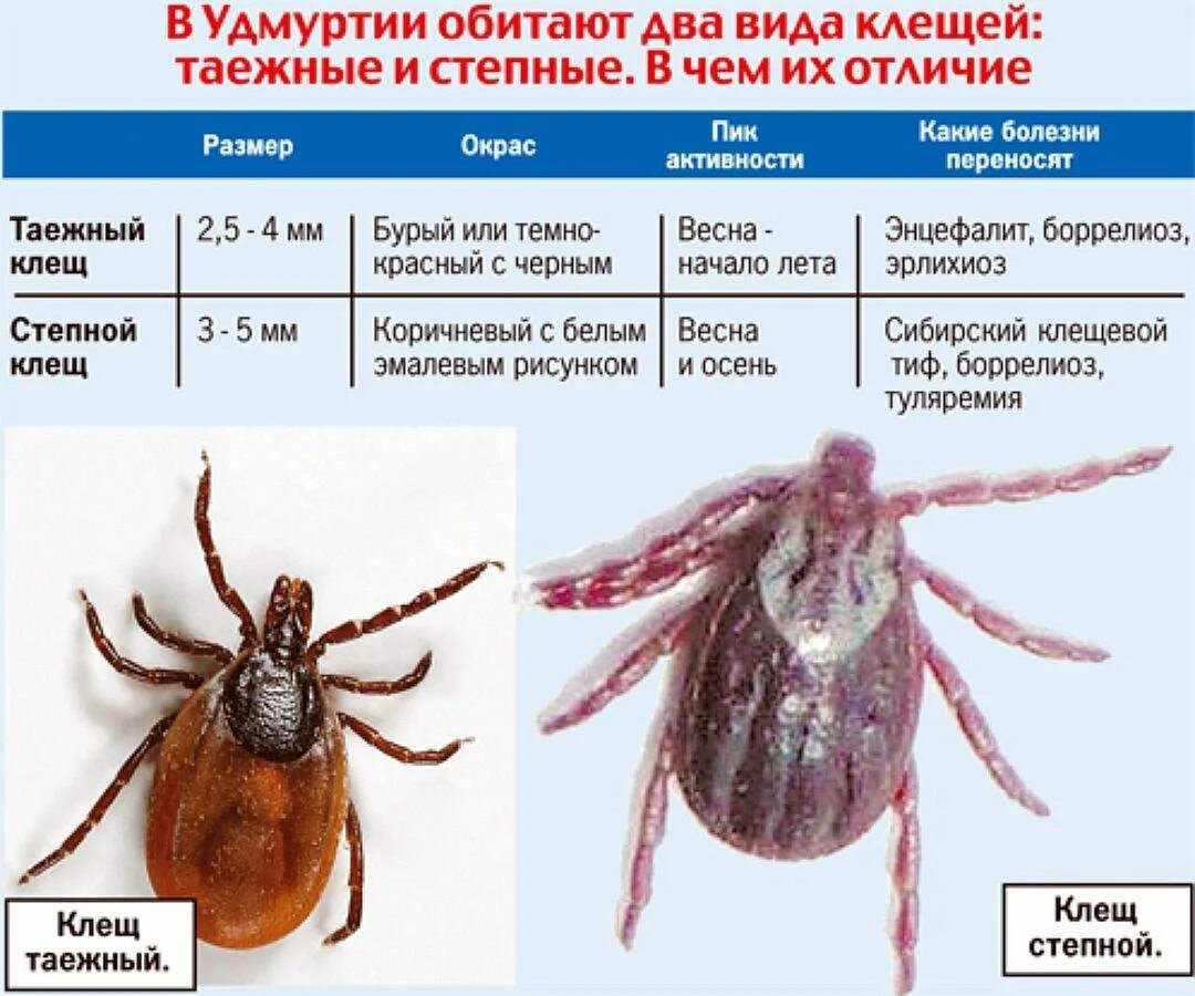 Как отличить энцефалитного. Как определить вид клеща по внешнему виду. Как отличить опасного клеща. Клещи иксодовые клещевой энцефалит. Клещи иксодовые Таежный.