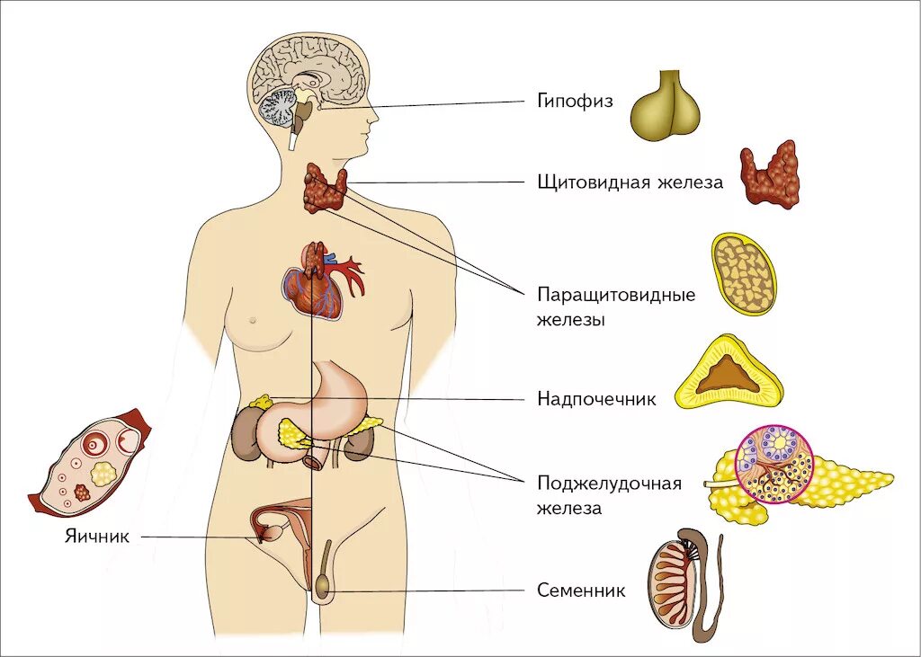 Как называют женскую железу. Схема расположения желез внутренней секреции организма. Расположение желез внутренней секреции рисунок. Строение эндокринной системы человека схема. Железы внутренней секреции строение.