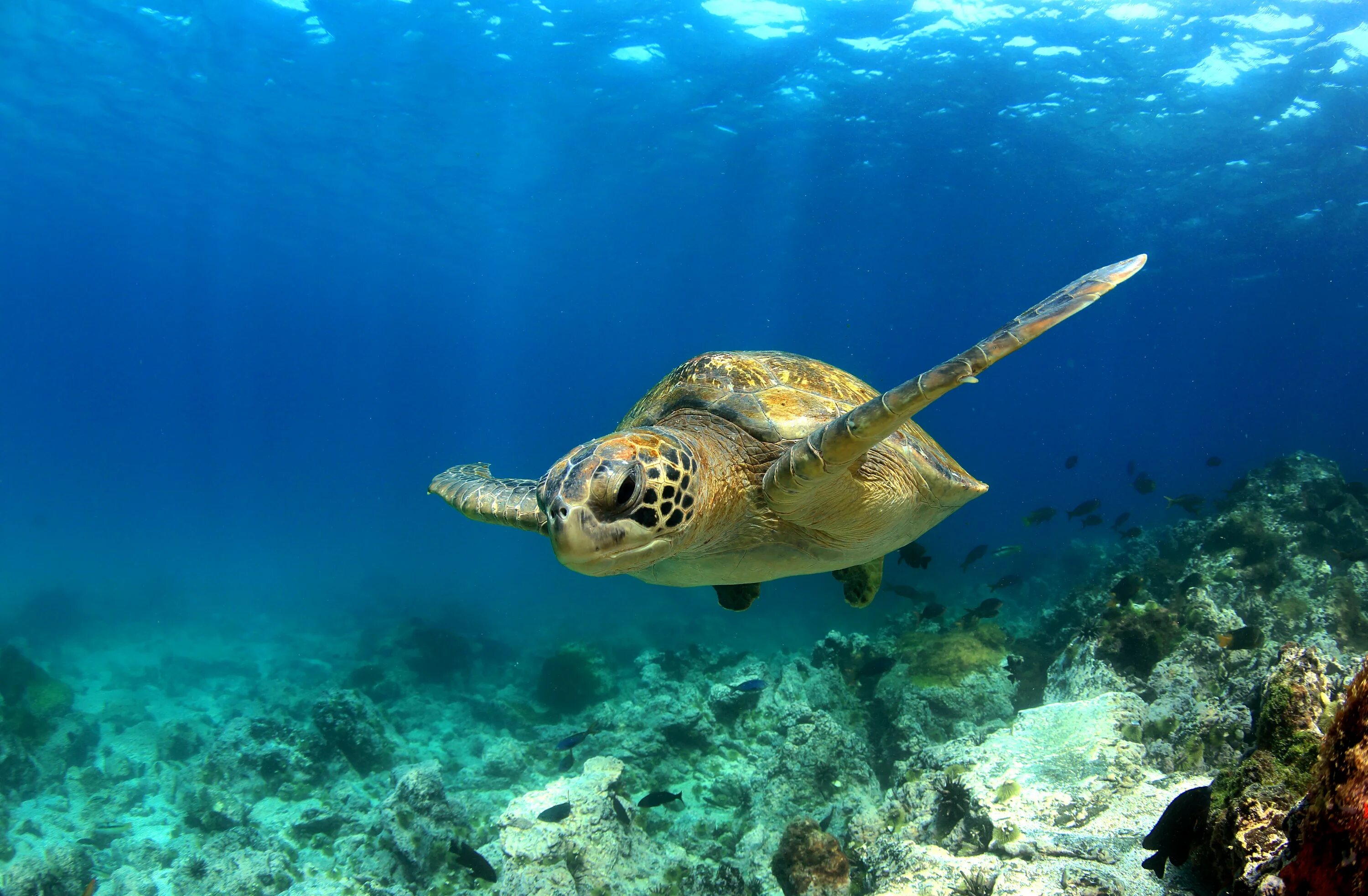 Морская черепаха Галапагос. Галапагосские острова черепахи. Зеленая черепаха Галапагосские острова. Галапагос — Эквадор черепахи.